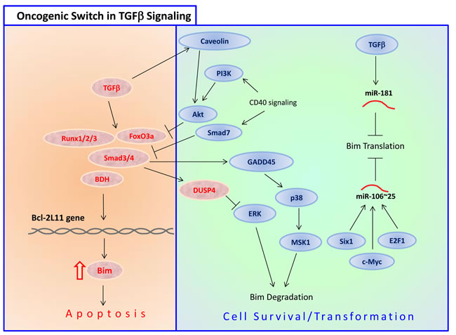 The decision between TGF&#x3b2;-induced apoptosis and cell transformation.