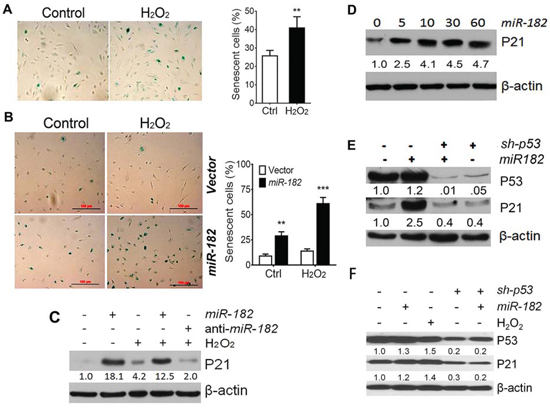 ROS-induced premature cellular senescence is mediated by ROSmiRs and cell cycle genes.