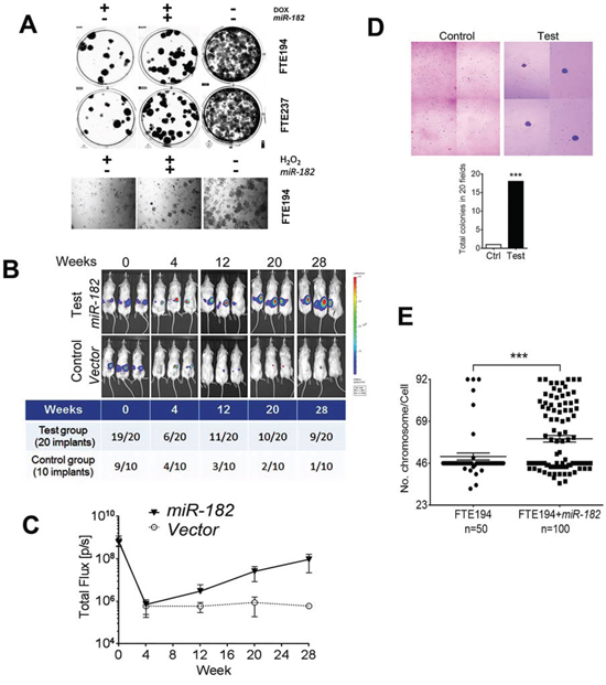 miR-182 enhances senescence bypass in FTSE cells under DNA stress and impaired p53.