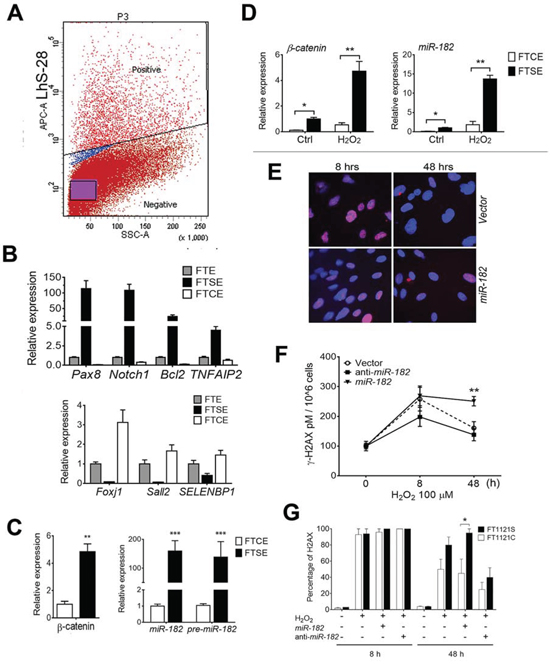 Differential reaction to ROS and DNA damage response between FTSE and FTCE cells.