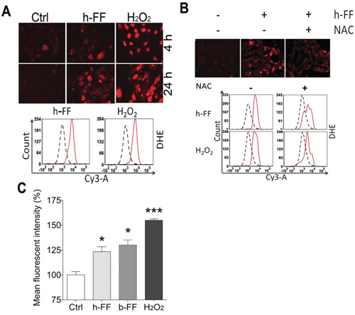 Follicular fluid for ROS induction in fallopian tube epithelial cells.