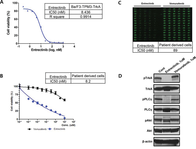 The conventional MTT assay for entrectinib using