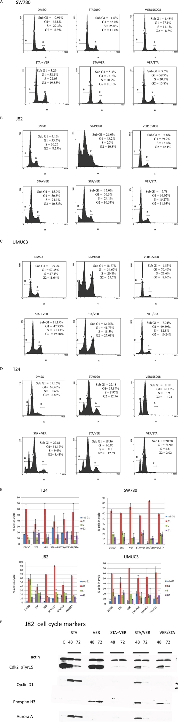 Flow cytometry and cell cycle analysis of bladder cells treated with HSP90 and/or HSP70 inhibitors.