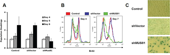 Depletion of MUS81 leads to proliferation arrest and cellular senescence.