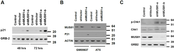 A checkpoint activation is seen in MUS81-depleted cells.