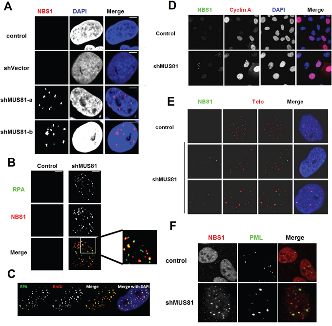 Loss of MUS81 activates DNA damage response.