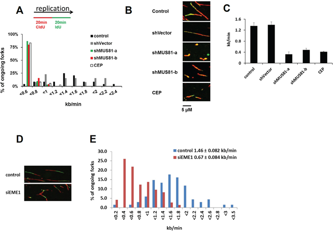 MUS81/EME1 controls replication progression speed.