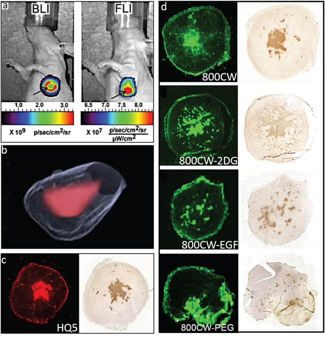 In vivo and ex vivo imaging of spontaneous 4T1-luc2 tumor necrosis with HQ5, 800CW, 800CW-EGF, 800CW-2DG and, 800CW-PEG.