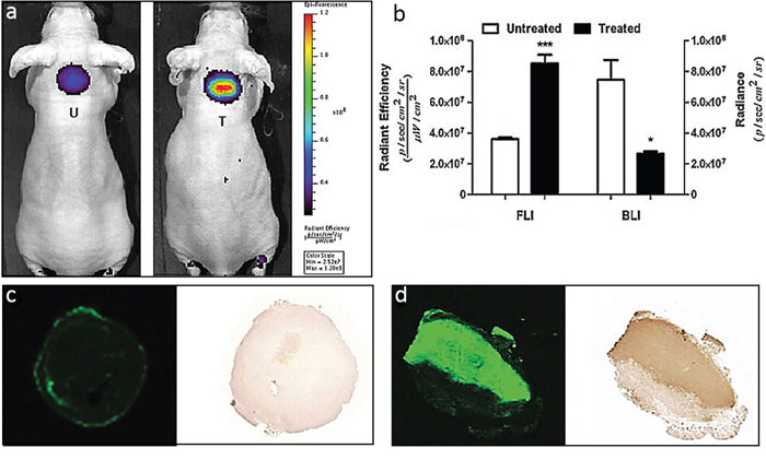 Monitoring anti-tumor efficacy in a EL4-CBG99-luc lymphoma mouse model of chemotherapy.