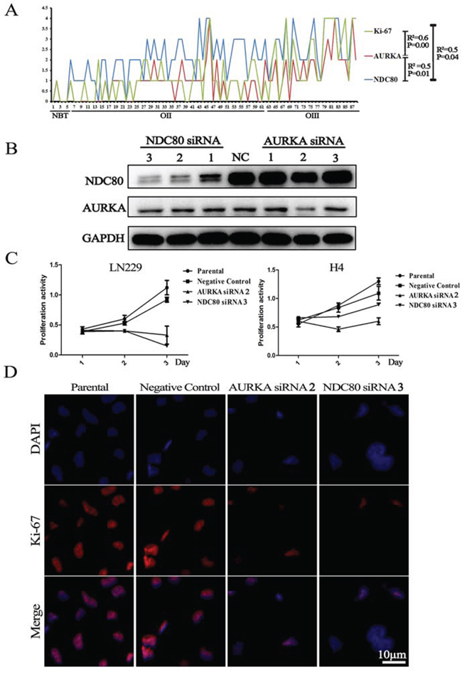 Deletion of the candidate genes suppressed Ki-67 expression and cell proliferation.