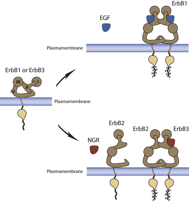ErbB receptors ligand dependent change of conformation and signal transduction.