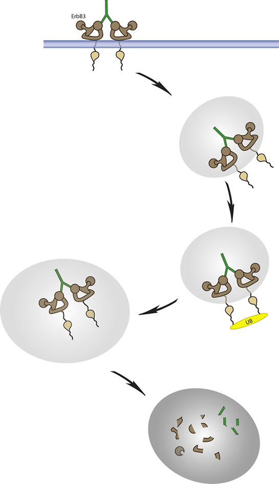 Internalization and degradation as therapeutic action by anti-ErbB3 antibodies.