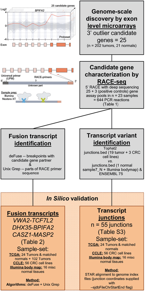 Pipeline to identify and characterize novel RNA variants in CRC.