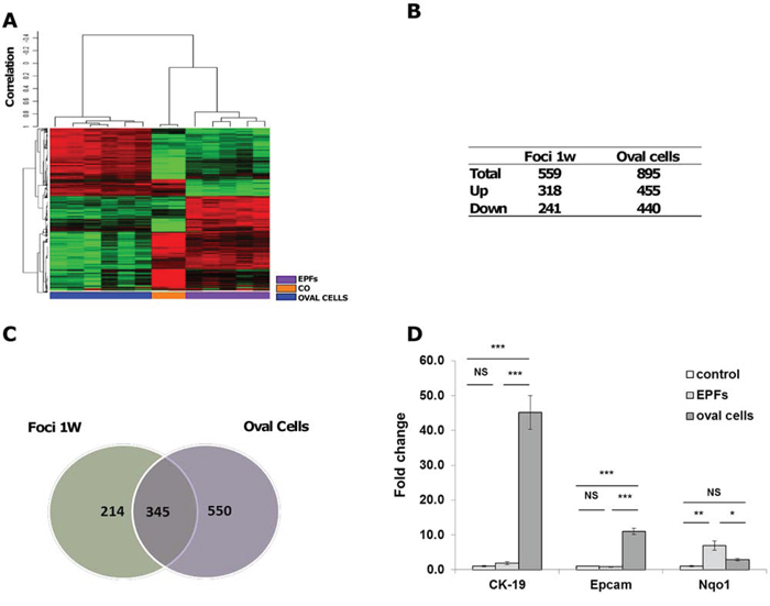 mRNA profile of oval cells and EPFs in the R-H model of hepatocarcinogenesis.