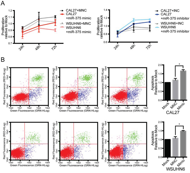 Effect of miR-375 on cell proliferation and apoptosis.