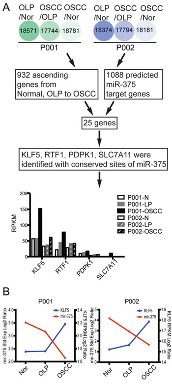 Bioinformatic methods used to predict miR-375 target genes.