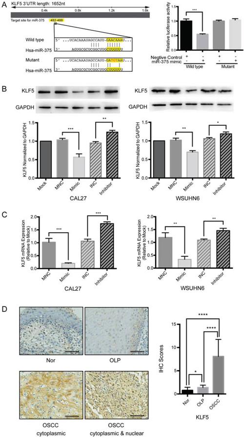 KLF5 is a target gene of miR-375 in OSCC cell lines.