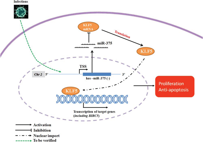 Proposed miR-375/KLF5 regulation mechanism in the premalignant progression of oral squamous cell carcinoma.