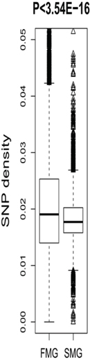 A box plot comparing the SNP density between SM and FM genes.