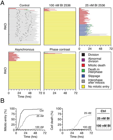 BI 2536 blocks mitotic entry in RKO cells.