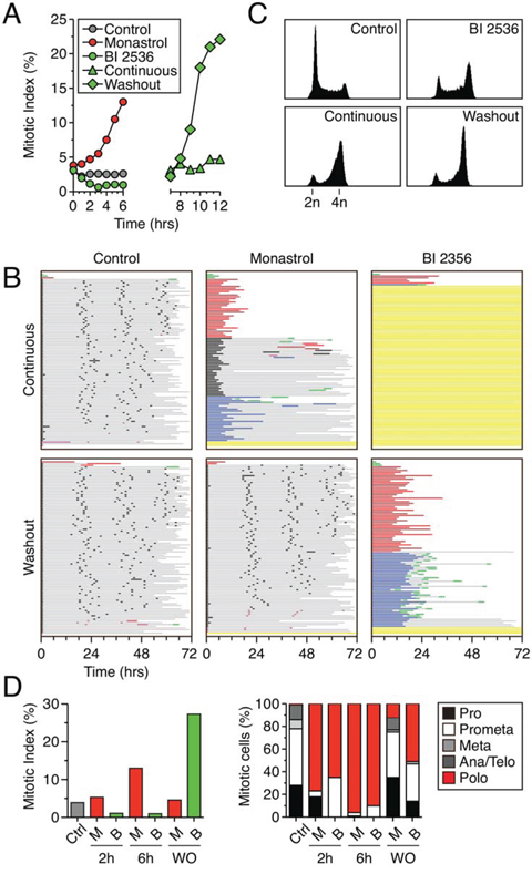 RKO cells arrest in mitosis following washout of BI 2536.