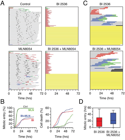 Co-inhibition of Plk1 and Aurora A.