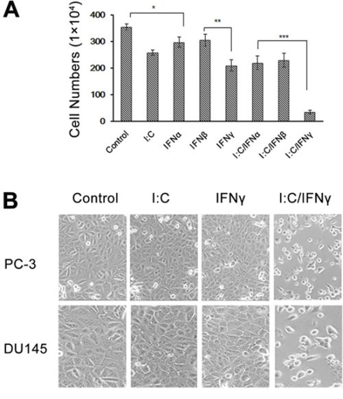 Effect of poly I:C and IFNs on PC-3 cell viability.