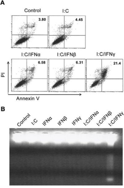 Annexin-V FACS analysis and DNA Fragmentation.