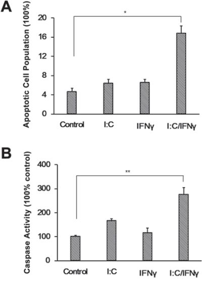 TUNEL assay and induction of the caspase 3 activity.