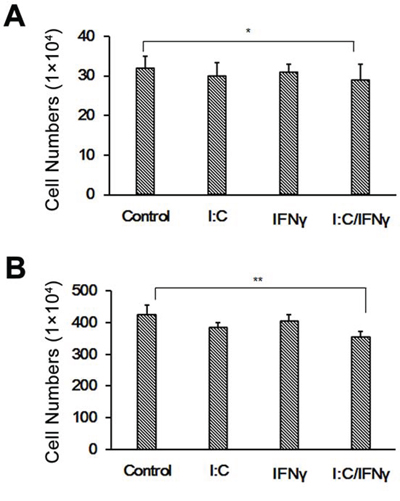 Effect of poly I:C and IFN &#x03B3; on LNCaP and U3A cell viability.