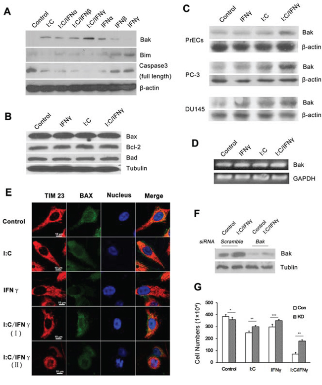 Expression of apoptosis-associated genes in prostate cancer cells after treatment.