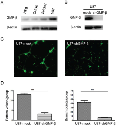 Tubulogenesis of human U87 glioblastoma cells is inhibited by GMF-&#x03B2; knockdown.