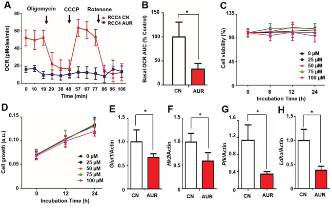 Auraptene significantly reduces the OCR of RCC cells and disrupts transcription of HIF-1&#x03B1; target genes without affecting cell viability.