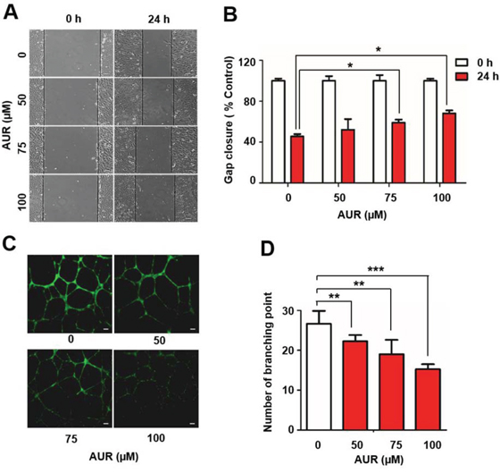 Auraptene delays RCC4 cell migration and inhibits tube formation by HUVECs.