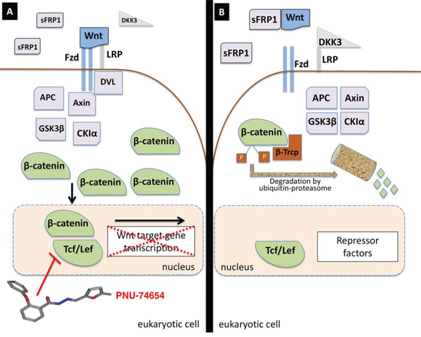 Wnt pathway signaling and PNU-74654 effect on the Tcf/beta-catenin complex.