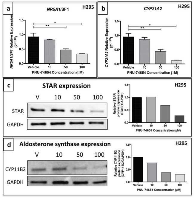 PNU-74654 treatment decreased the expression of steroidogenesis key regulatory enzymes in the NCI-H295 cell line.