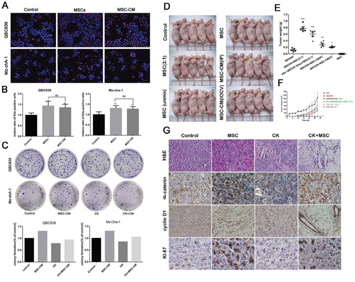 The promotion effects of MSCs on cholangiocarcinoma.