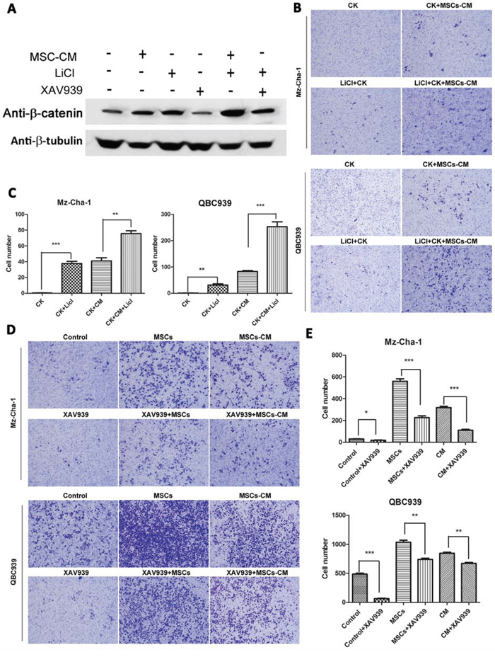 Effects of Wnt/&#x03B2;-catenin signaling on MSCs-mediated cholangiocarcinoma cells invasion.