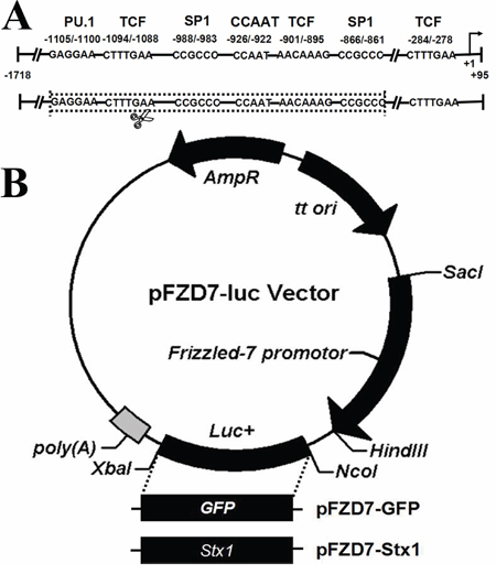 Construction of Frizzled-7 promoter and recombinant vectors.
