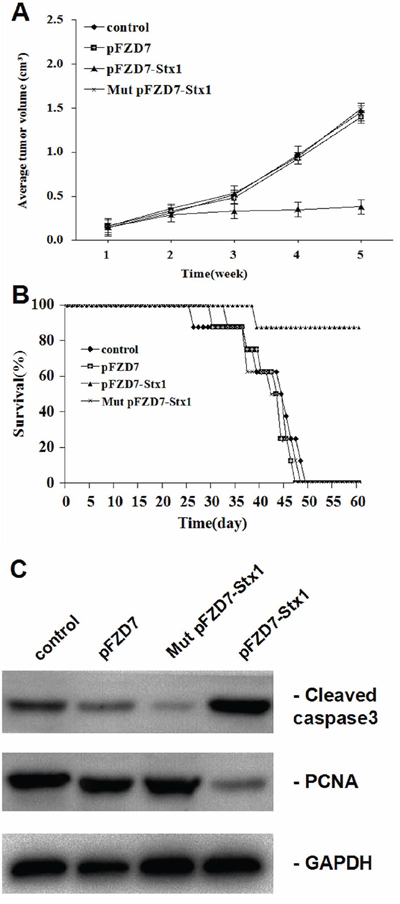 pFZD7-Stx1 reduced tumor burden and improved survival of nude mice with liver tumor xenografts in vivo.