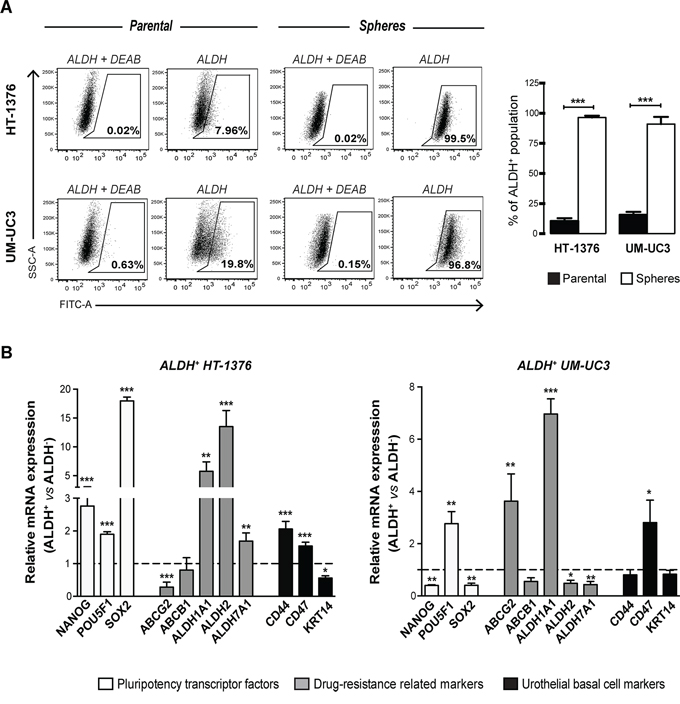 Sphere-forming cells are enriched in ALDH-positive cells expressing cancer stem-like markers.