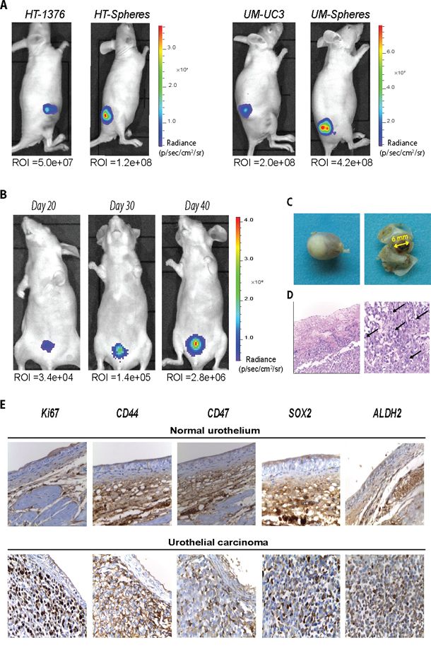 Sphere-forming cells present high tumorigenic potential and reproduce an orthotopic tumor resembling the clinical features of muscle-invasive BC.