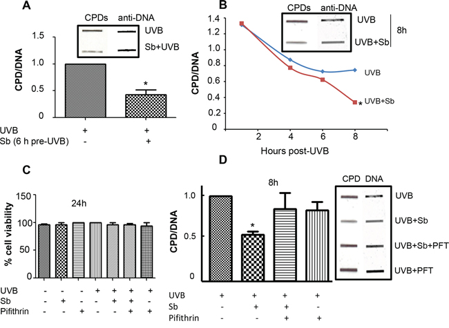 Silibinin repairs UVB-induced DNA damage in NHDFs.