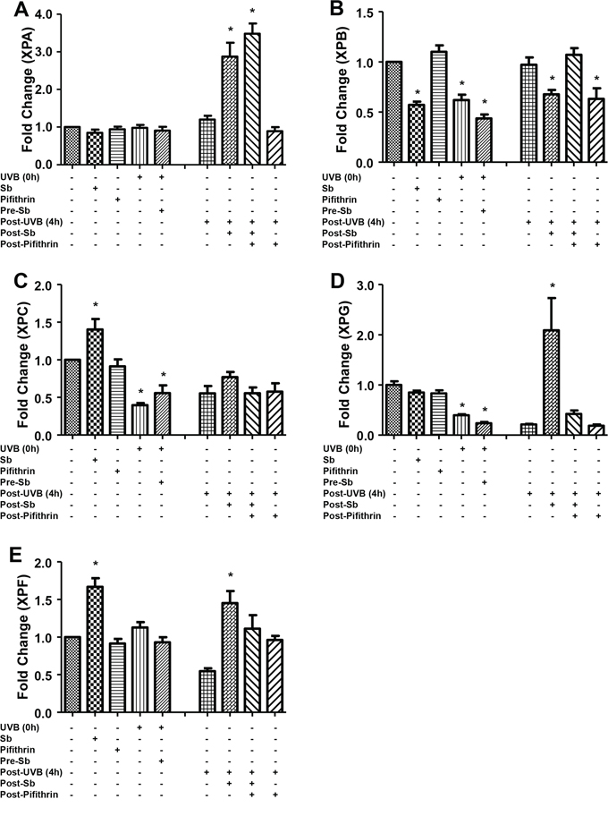 Silibinin activates the NER pathway in UVB-exposed NHDFs.