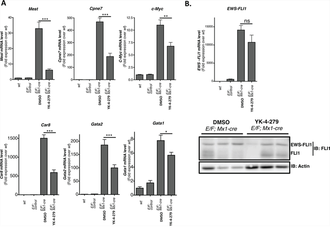 YK-4-279 inhibited genes deregulated by EWS-FLI1 in E/F; Mx1-cre mice.