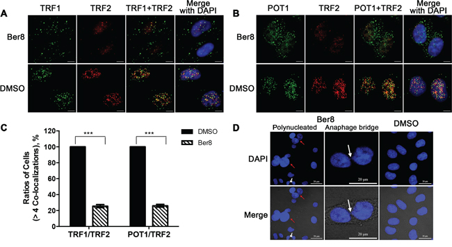 Dissociation of telomere-binding proteins and telomere uncapping induced by Ber8.