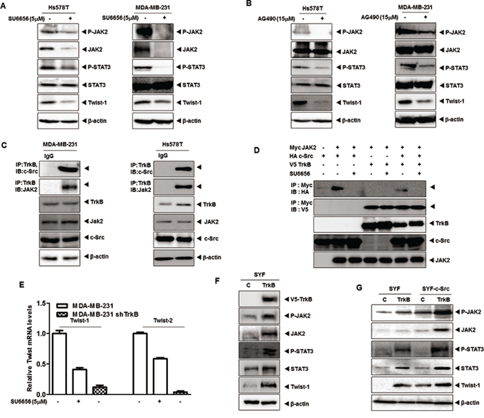 TrkB led to Twist-1 upregulation through activation of the JAK/STAT3 pathway after TrkB/c-Src/JAK2 complex formation.