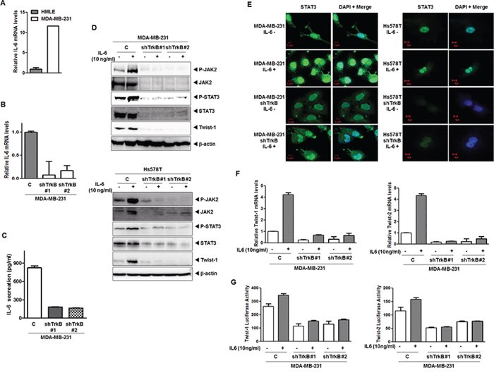 Induction of IL-6 secretion by TrkB enhances nuclear translocation of STAT3 and upregulates Twist-1 and Twist-2.