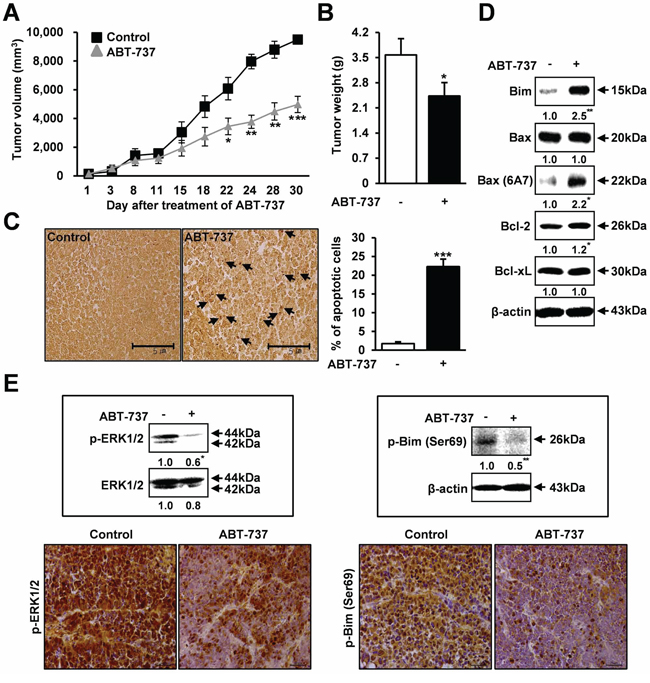 Therapeutic effects of ABT-737 in a nude mice xenograft model of human oral cancer.