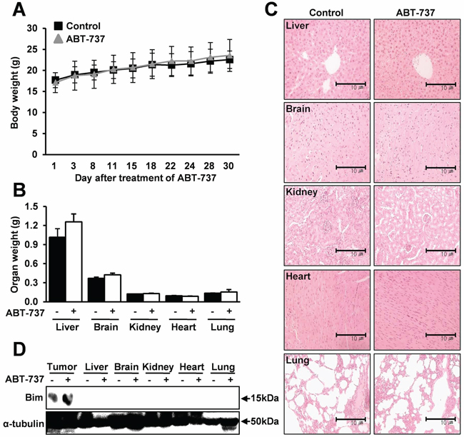 No marked signs of systemic toxicity with the ABT-737 treatment.